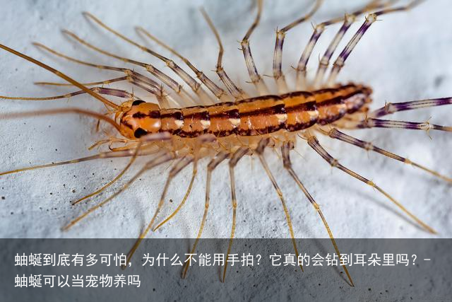 蚰蜒到底有多可怕，为什么不能用手拍？它真的会钻到耳朵里吗？-蚰蜒可以当宠物养吗