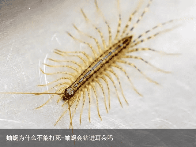 蚰蜒为什么不能打死-蚰蜒会钻进耳朵吗