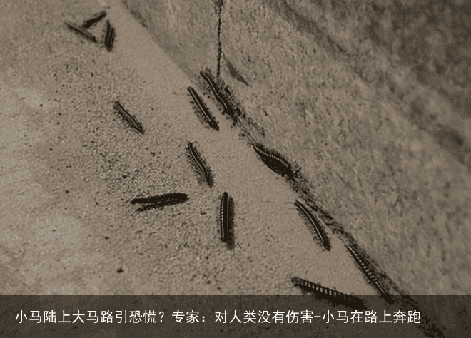 小马陆上大马路引恐慌？专家：对人类没有伤害-小马在路上奔跑