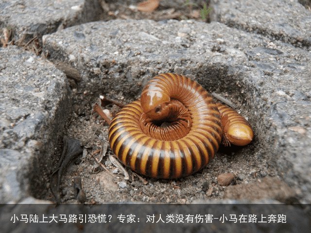 小马陆上大马路引恐慌？专家：对人类没有伤害-小马在路上奔跑