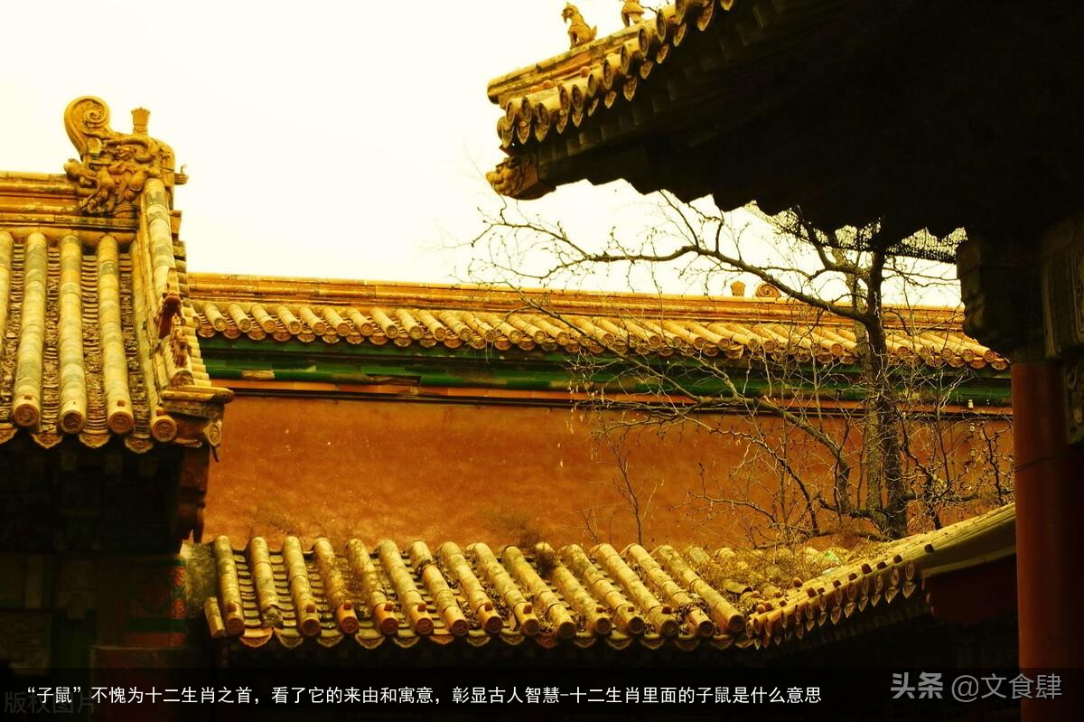 “子鼠”不愧为十二生肖之首，看了它的来由和寓意，彰显古人智慧-十二生肖里面的子鼠是什么意思