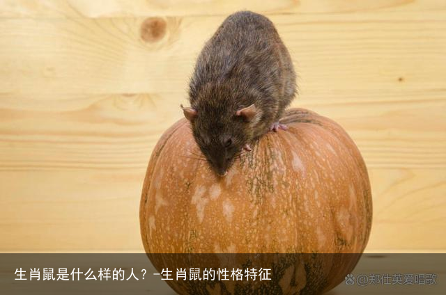 生肖鼠是什么样的人？-生肖鼠的性格特征