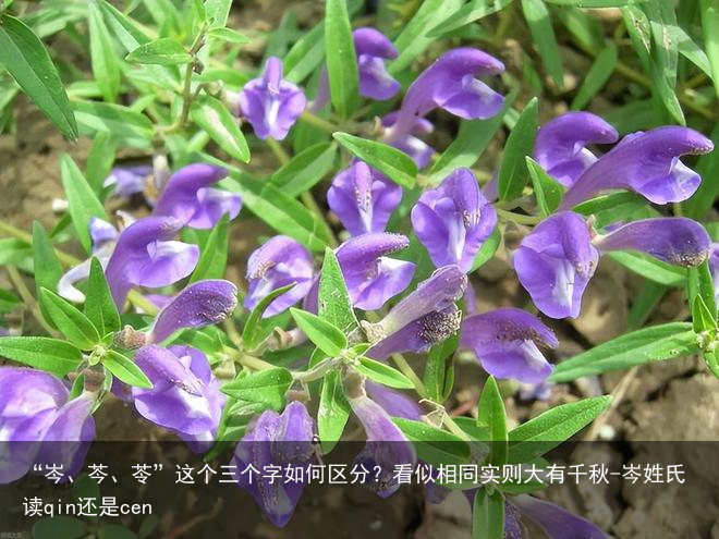 “岑、芩、苓”这个三个字如何区分？看似相同实则大有千秋-岑姓氏读qin还是cen