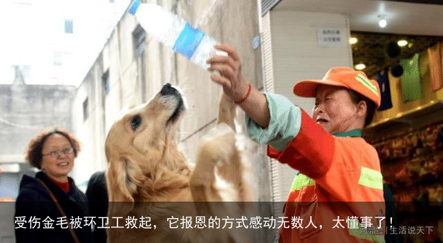 受伤金毛被环卫工救起，它报恩的方式感动无数人，太懂事了！