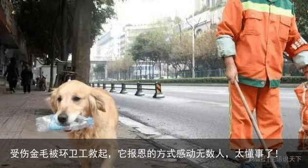 受伤金毛被环卫工救起，它报恩的方式感动无数人，太懂事了！