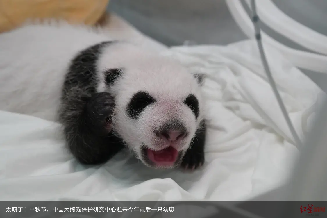 太萌了！中秋节，中国大熊猫保护研究中心迎来今年最后一只幼崽