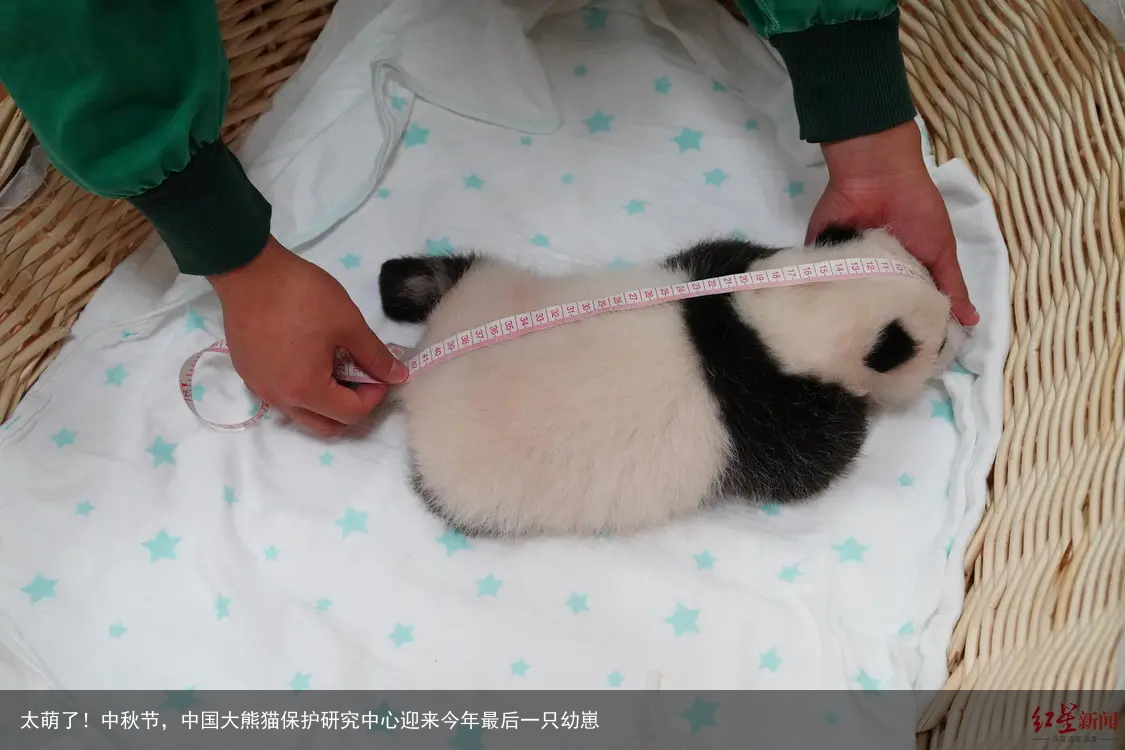 太萌了！中秋节，中国大熊猫保护研究中心迎来今年最后一只幼崽