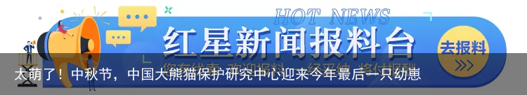 太萌了！中秋节，中国大熊猫保护研究中心迎来今年最后一只幼崽