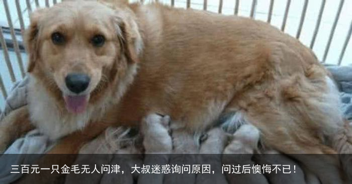 三百元一只金毛无人问津，大叔迷惑询问原因，问过后懊悔不已！