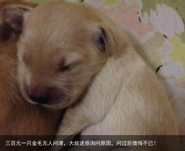 三百元一只金毛无人问津，大叔迷惑询问原因，问过后懊悔不已！