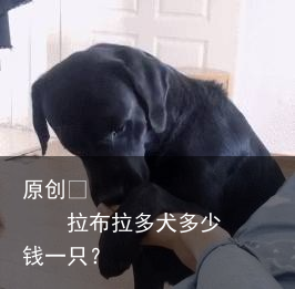 拉布拉多犬多少钱一只？