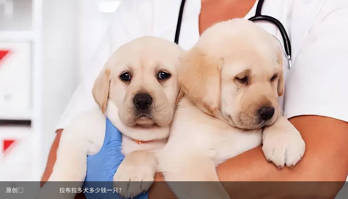 拉布拉多犬多少钱一只？