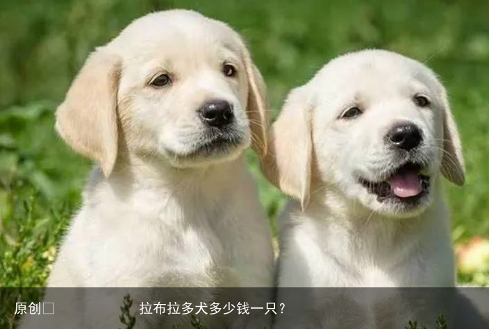 拉布拉多犬多少钱一只？