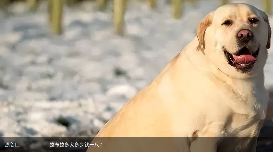 拉布拉多犬多少钱一只？