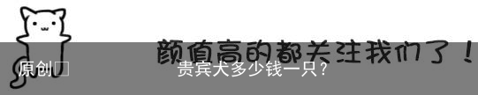 贵宾犬多少钱一只？