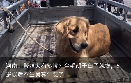 河南：繁殖犬有多惨？金毛胡子白了就卖，6岁以后不生就算仁慈了