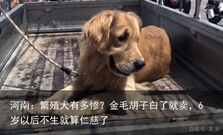河南：繁殖犬有多惨？金毛胡子白了就卖，6岁以后不生就算仁慈了