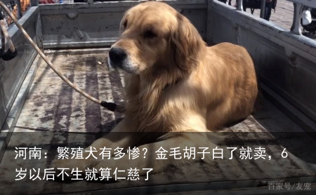 河南：繁殖犬有多惨？金毛胡子白了就卖，6岁以后不生就算仁慈了
