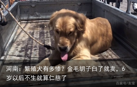 河南：繁殖犬有多惨？金毛胡子白了就卖，6岁以后不生就算仁慈了