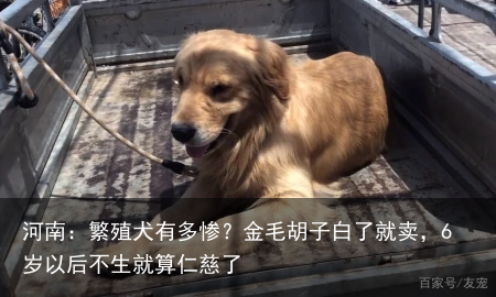河南：繁殖犬有多惨？金毛胡子白了就卖，6岁以后不生就算仁慈了