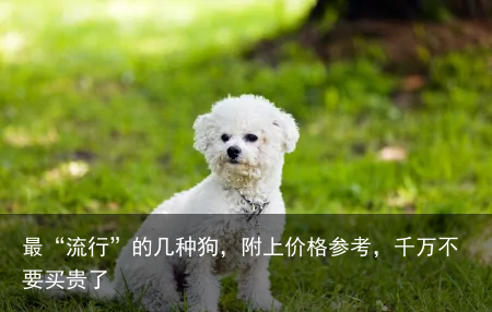 最“流行”的几种狗，附上价格参考，千万不要买贵了