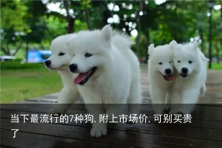 当下最流行的7种狗,附上市场价,可别买贵了