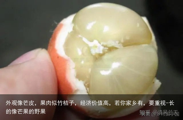 外观像芒皮，果肉似竹桔子，经济价值高，若你家乡有，要重视-长的像芒果的野果