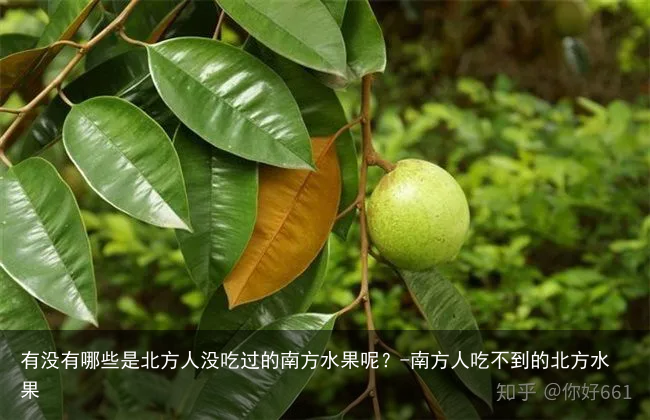 有没有哪些是北方人没吃过的南方水果呢？-南方人吃不到的北方水果