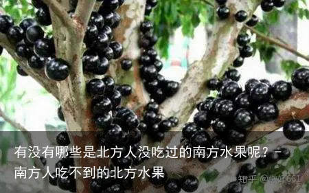 有没有哪些是北方人没吃过的南方水果呢？-南方人吃不到的北方水果