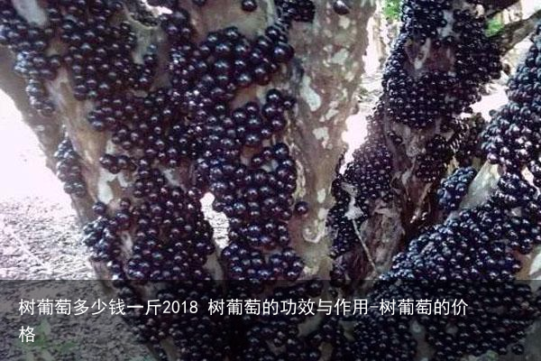 树葡萄多少钱一斤2018 树葡萄的功效与作用-树葡萄的价格