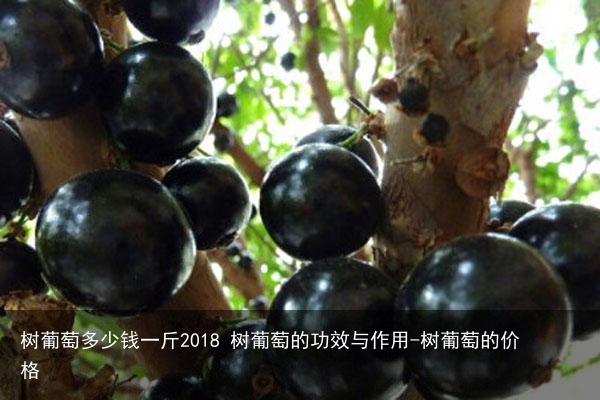 树葡萄多少钱一斤2018 树葡萄的功效与作用-树葡萄的价格