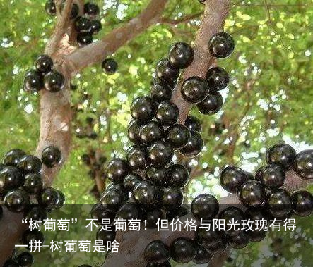 “树葡萄”不是葡萄！但价格与阳光玫瑰有得一拼-树葡萄是啥