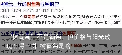 “树葡萄”不是葡萄！但价格与阳光玫瑰有得一拼-树葡萄是啥
