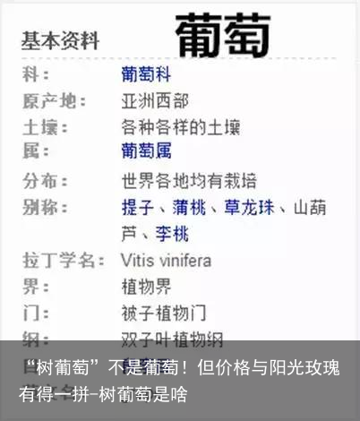 “树葡萄”不是葡萄！但价格与阳光玫瑰有得一拼-树葡萄是啥