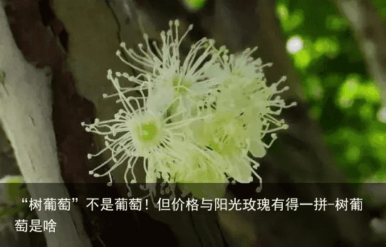 “树葡萄”不是葡萄！但价格与阳光玫瑰有得一拼-树葡萄是啥
