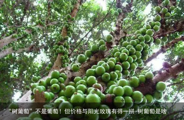 “树葡萄”不是葡萄！但价格与阳光玫瑰有得一拼-树葡萄是啥