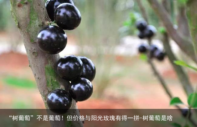 “树葡萄”不是葡萄！但价格与阳光玫瑰有得一拼-树葡萄是啥