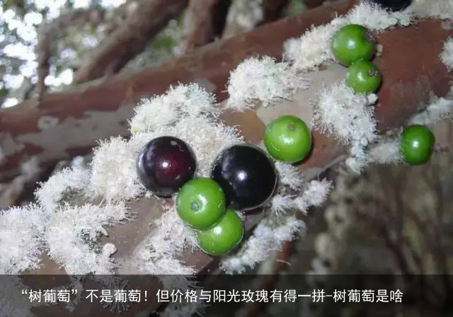 “树葡萄”不是葡萄！但价格与阳光玫瑰有得一拼-树葡萄是啥