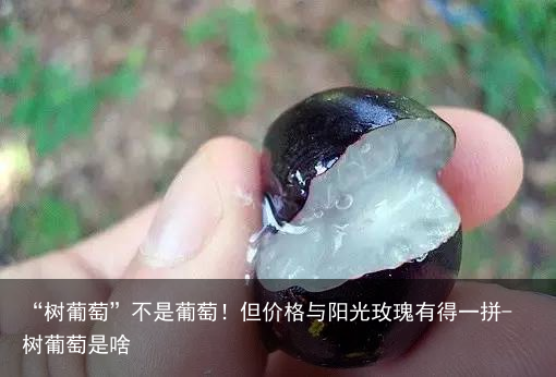 “树葡萄”不是葡萄！但价格与阳光玫瑰有得一拼-树葡萄是啥