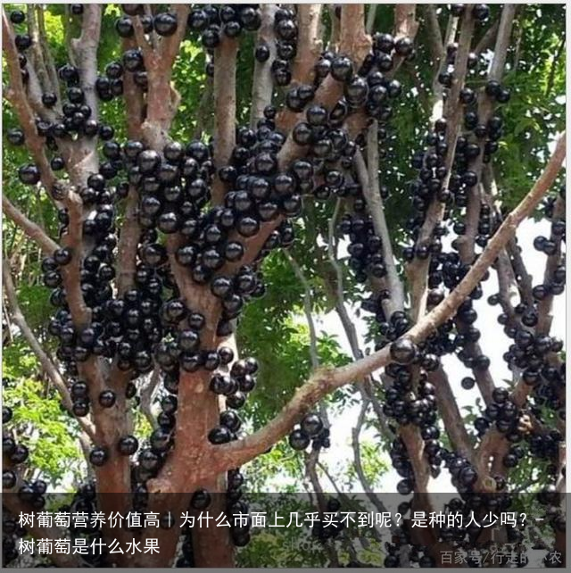 树葡萄营养价值高｜为什么市面上几乎买不到呢？是种的人少吗？-树葡萄是什么水果