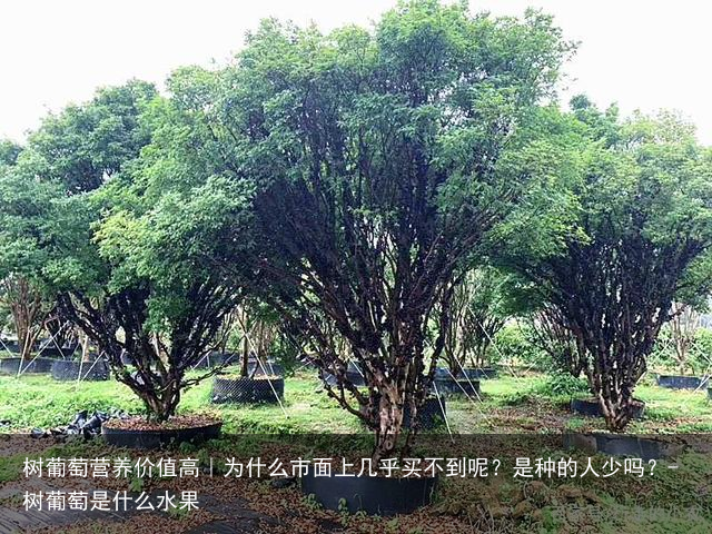 树葡萄营养价值高｜为什么市面上几乎买不到呢？是种的人少吗？-树葡萄是什么水果