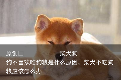 柴犬狗狗不喜欢吃狗粮是什么原因，柴犬不吃狗粮应该怎么办