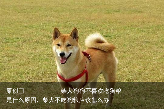 柴犬狗狗不喜欢吃狗粮是什么原因，柴犬不吃狗粮应该怎么办