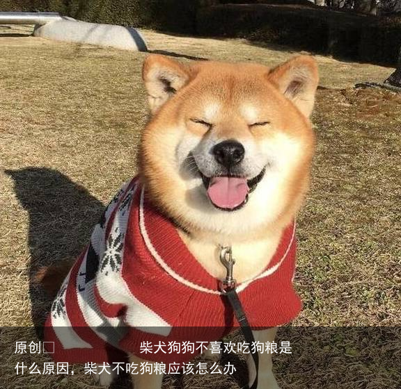 柴犬狗狗不喜欢吃狗粮是什么原因，柴犬不吃狗粮应该怎么办