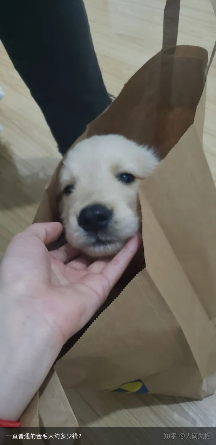一直普通的金毛大约多少钱？