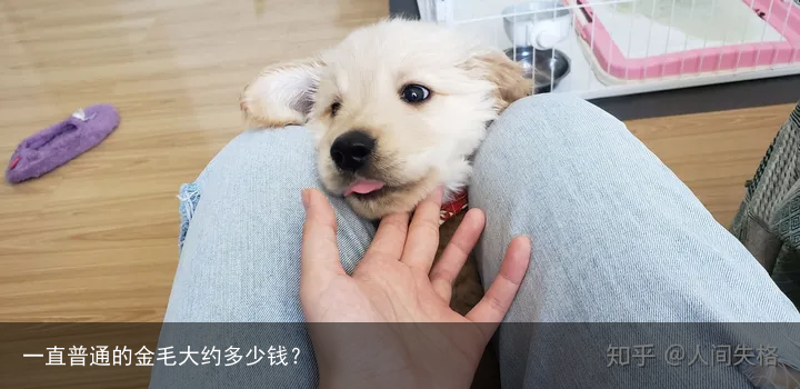 一直普通的金毛大约多少钱？
