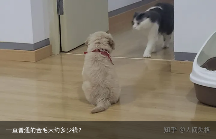 一直普通的金毛大约多少钱？