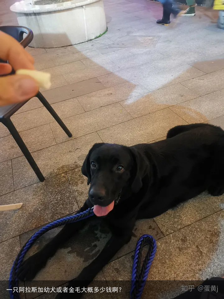 一只阿拉斯加幼犬或者金毛大概多少钱啊？