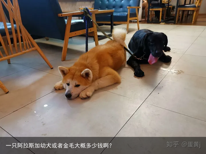 一只阿拉斯加幼犬或者金毛大概多少钱啊？