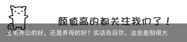 金毛养公的好，还是养母的好？实话告诉你，这些差别很大